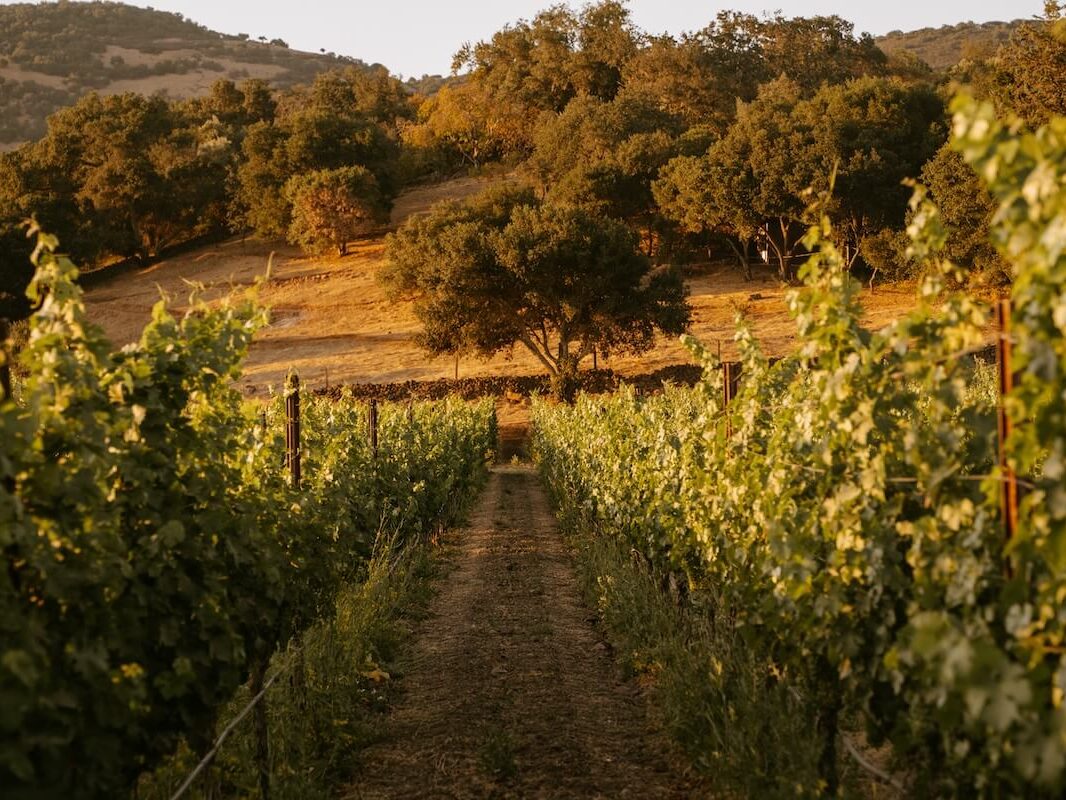 Bevan Cellars vineyard