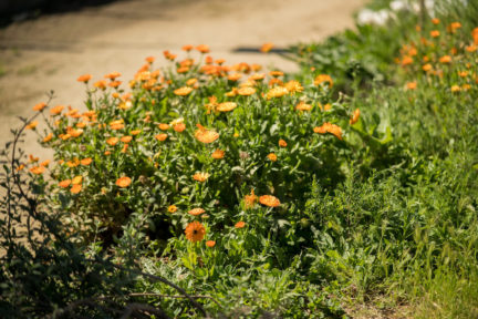 Sustainable Oregon Wine 4-Course Feast - Green Acre