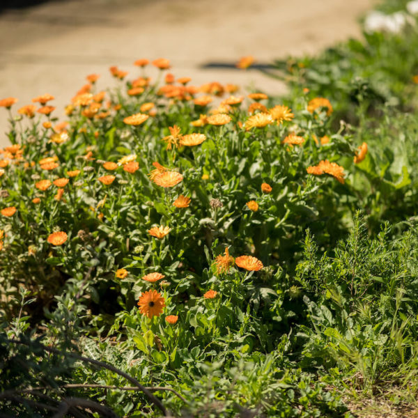 Sustainable Oregon Wine 4-Course Feast - Green Acre