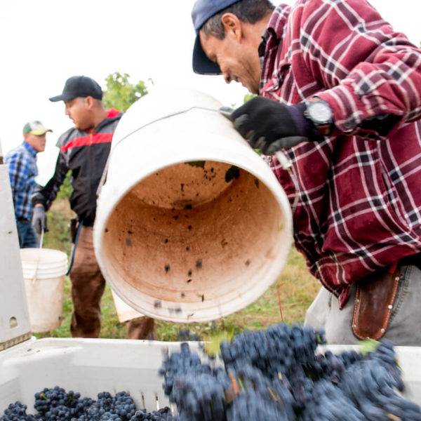 Sustainable Oregon Wine 4-Course Feast - Jackson Family Wines