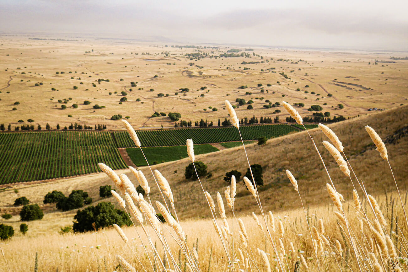 Wines of Israel