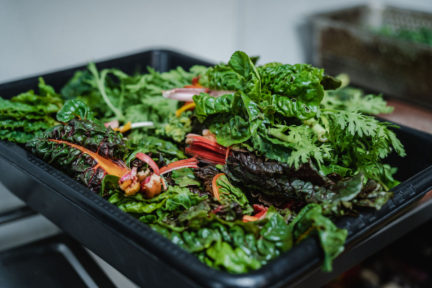 Plantscape: A Boundary Bending Dinner Series