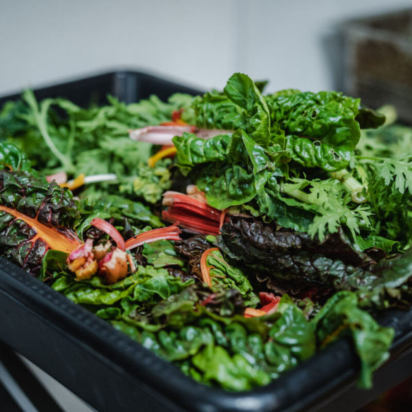 Plantscape: A Boundary Bending Dinner Series