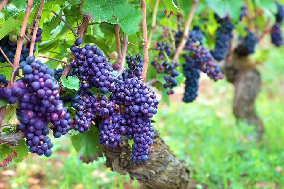 san-diego-bay-wine-food-festival-Lisa-Redwine-Cult-Wines_1b san-diego-bay-wine-food-festival-Lisa-Redwine-Cult-Wines_1b